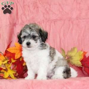 Derek, Bich-Poo Puppy